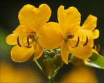 درخت پروانه